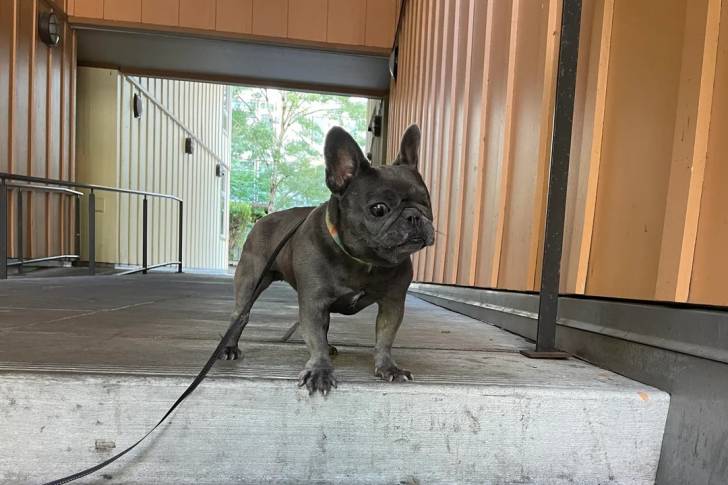 Un Bantam Bulldog sur une surface terrassée et qui est tenu en laisse 