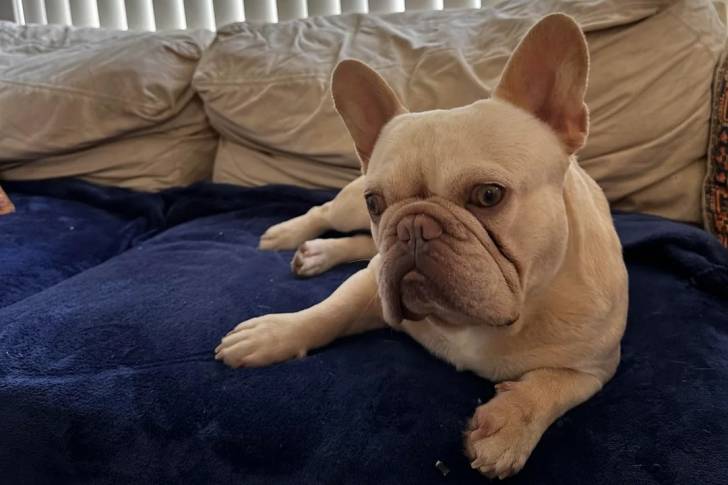 Un Bantam Bulldog allongé sur un lit et regardant vers la caméra 