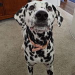 Un Bodacion au pelage bicolore, debout sur ses quatre pattes sur un tapis et portant un collier autour du cou 