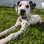 Un Bodacion au pelage bicolore, allongé sur une surface herbacée et portant un collier autour du cou