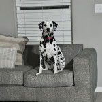 Un Bodacion au pelage bicolore, assis sur un canapé, regardant vers la caméra et portant un collier autour du cou