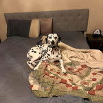 Un Bodacion au pelage bicolore, allongé sur un lit et portant un collier autour du cou