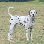 Un Bodacion au pelage bicolore, debout sur ses quatre pattes sur une surface herbacée et portant un collier autour du cou 