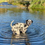 Un Bodacion au pelage bicolore, debout sur ses quatre pattes dans l'eau et regardant vers la caméra 