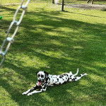 Un Bodacion au pelage bicolore, allongé sur une surface gazonnée et ayant la gueule ouverte 