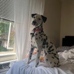 Un Bodacion au pelage bicolore, assis sur un lit et portant un collier autour du cou 