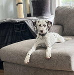 Un Bodacion au pelage bicolore, allongé sur un canapé et portant un collier autour du cou