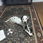 Un Bodacion au pelage bicolore, allongé sur un tapis et regardant vers la caméra 