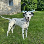 Un Bodacion au pelage bicolore, debout sur ses quatre pattes sur une surface herbacée et portant un collier autour du cou 