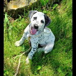 Un Bodacion au pelage bicolore, assis sur une surface herbacée, tirant la langue et qui est tenu en laisse