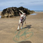 Un Bodacion au pelage bicolore, courant sur une surface sableuse et portant un harnais 