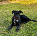 Un Bodacion au pelage bicolore, allongé sur une surface herbacée et portant un collier autour du cou