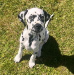 Un Bodacion au pelage bicolore, assis sur une surface gazonnée et semblant détendu 