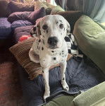 Un Bodacion au pelage bicolore, assis sur un canapé et regardant vers la caméra 