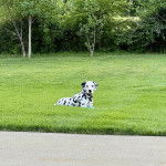 Un Bodacion au pelage bicolore, allongé sur un terrain gazonnée, regardant vers la caméra et portant un collier autour du cou