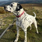 Un Bodacion au pelage bicolore, debout sur une surface herbacée et qui est tenu en laisse 