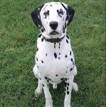 Un Bodacion au pelage bicolore, assis sur une surface herbacée et portant un collier autour du cou 