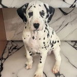 Un Bodacion au pelage bicolore, assis sur une surface carrelé et regardant vers la caméra 