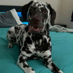 Un Bodacion au pelage bicolore, allongé sur un lit et regardant vers la caméra