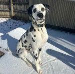 Un Bodacion au pelage bicolore, assis sur une surface enneigée et portant un collier autour du cou 