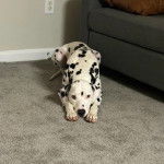 Un Bodacion au pelage bicolore, allongé sur un tapis et regardant vers la caméra 