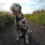 Un Bodacion au pelage bicolore, assis sur un sentier, ayant la gueule ouverte et portant un harnais 