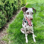 Un Bodacion au pelage bicolore, assis sur une surface herbacée et ayant la langue pendante 