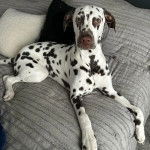 Un Bodacion au pelage bicolore, allongé sur un lit et semblant détendu 