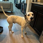 Un Bodacion au pelage bicolore, debout sur un plancher et portant un collier autour du cou 