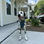 Un Bodacion au pelage bicolore, debout sur ses quatre pattes sur une surface bétonnée, ayant la gueule ouverte et portant un harnais 