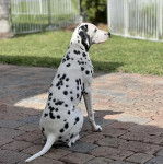 Un Bodacion au pelage bicolore, assis sur un sol pavés et semblant détendu 