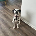 Un Bodacion au pelage bicolore, assis sur un plancher et portant un collier autour du cou 