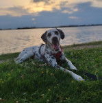 Un Bodacion au pelage bicolore, allongé sur une surface herbacée et portant un harnais 