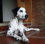 Un Bodacion au pelage bicolore, allongé et semblant détendu 