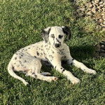 Un Bodacion au pelage bicolore, allongé sur une surface herbacée et regardant vers la caméra 