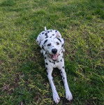 Un Bodacion au pelage bicolore, allongé sur une surface herbacée et ayant la gueule ouverte 