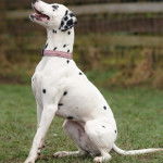 Profil d'un Bodacion au pelage bicolore, assis sur une surface gazonnée et portant un collier autour du cou