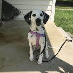 Un Bodacion au pelage bicolore, assis sur une surface bétonnée et qui est tenu en laisse