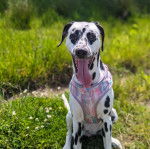 Un Bodacion au pelage bicolore, assis sur une surface herbacée, ayant la langue pendante et portant un harnais 
