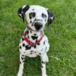 Un Bodacion au pelage bicolore, assis sur une surface gazonnée et portant un collier autour du cou