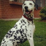 Un Bodacion au pelage bicolore, portant un collier autour du cou et ayant la gueule ouverte