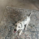 Un Bodacion au pelage bicolore, allongé sur un tapis et portant un collier autour du cou 