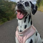 Un Bodacion au pelage bicolore, ayant la gueule ouverte et portant un harnais 