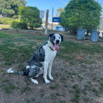 Un Bodacion au pelage bicolore, assis sur une surface herbacée, ayant la langue pendante et portant un collier autour du cou 