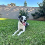 Un Bodacion au pelage bicolore, allongé sur une surface herbacée et ayant la langue pendante 