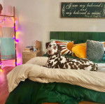 Un Bodacion au pelage bicolore, allongé sur un lit, regardant vers la caméra et portant un collier autour du cou