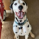 Un Bodacion au pelage bicolore, assis sur un tapis, ayant la gueule ouverte et portant un collier autour du cou