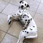 Un Bodacion au pelage bicolore, allongé sur une surface bétonnée et regardant vers la caméra