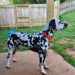 Un Bodacion au pelage bicolore, debout sur ses quatre pattes sur une surface bétonnée et portant un collier autour du cou