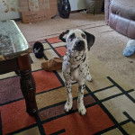 Un Bodacion au pelage bicolore, debout sur ses quatre pattes sur un tapis et portant un collier autour du cou 